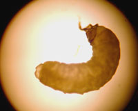 Braconid Larva